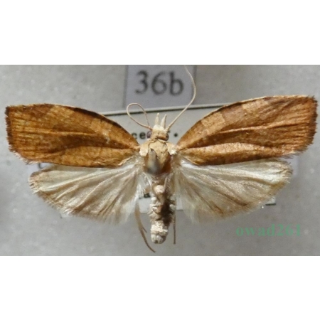 Pandemis corylana (Fabricius, 1794) Zwójkówka leszczynówka Czech36b